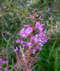 Vibrant purple wildflower