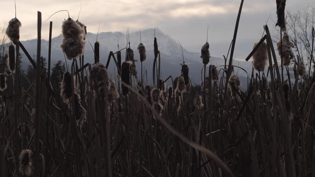 slow motion shot of cattail plants with winter snow covered mountain in distance