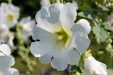 白い芙蓉アップ