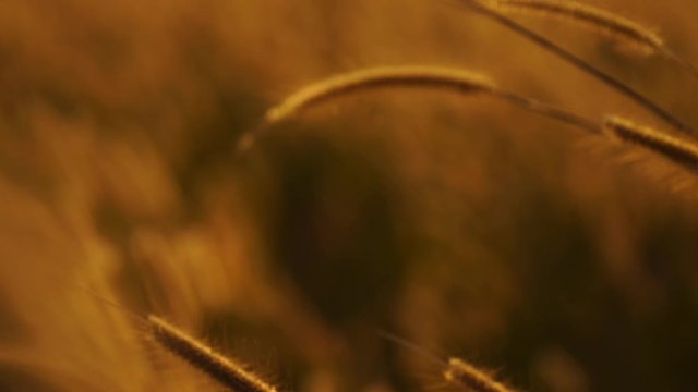 Mission grass flower or Pennisetum pedicellatum grass meadow sunset in the garden