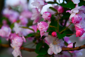 Chinese flowering crab-apple in spring