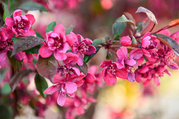 Chinese flowering crab-apple in spring