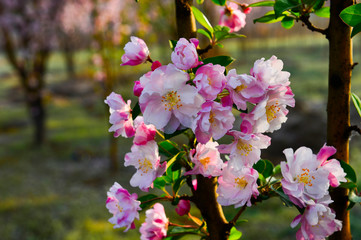 Chinese flowering crab-apple in spring