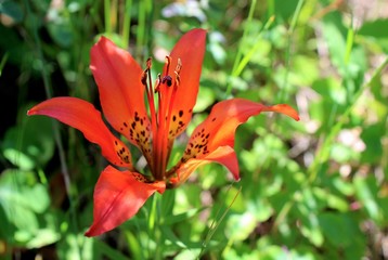 Wild Fire Lily