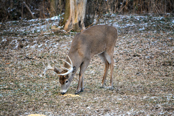 Thor, Bitter Cold Day