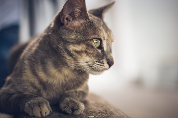 gato mirando fijamente a su amigo 
