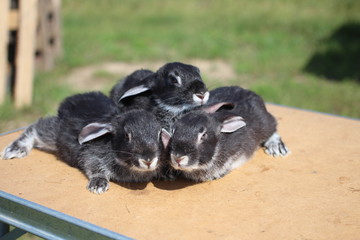 three purebred rabbits sit on the street in the summer