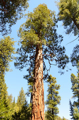 Giant Sequoia tree in Tahoe