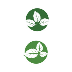 Leaf Mint Logo Template vector symbol