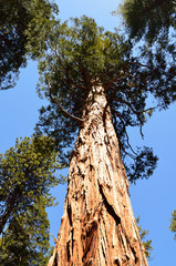Fototapeta premium Base of Giant Sequoia tree in Tahoe