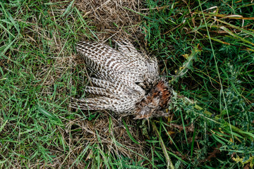 dead bird in the grass