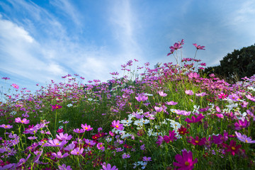 Obraz na płótnie Canvas Colorful Pink and red cosmos flowers with blue sky