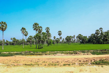 Fototapeta na wymiar view of Lontar in the fields during passing by train