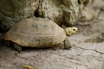 Image of Elongated tortoise Turtle(Indotestudo elongata) on the floor. reptile. Animals.