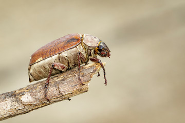 Image of cockchafer (Melolontha melolontha) on a branch on a natural background. Insect. Animals.