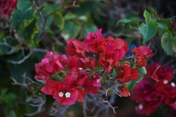  Beautiful Red Flowers