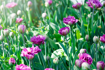Field of violet tulips with selective focus. Spring, floral background. Natural blooming.