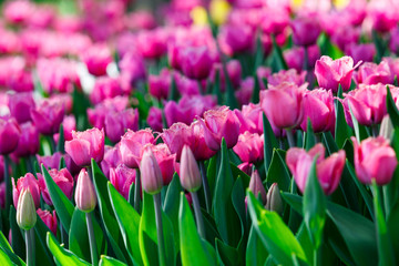 Field of pink tulips with selective focus. Spring, floral background. Natural blooming.