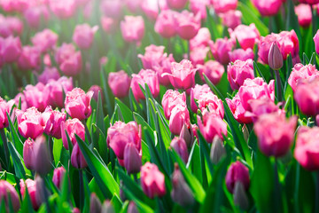 Field of pink tulips with selective focus. Spring, floral background. Natural blooming.