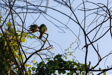 beautiful bird in nature