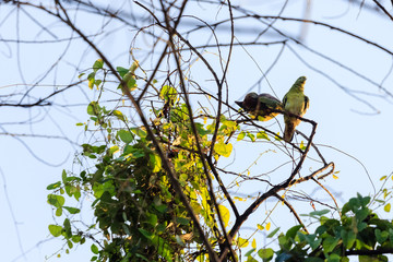 beautiful bird in nature