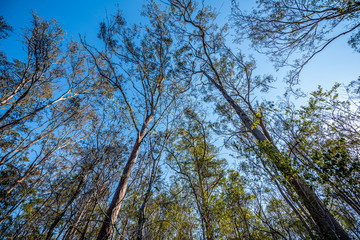 Fototapeta premium trees and sky