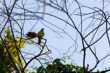 beautiful bird in nature