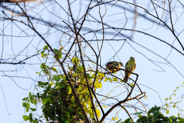 beautiful bird in nature