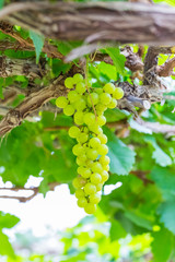 Fresh green grapes on the tree