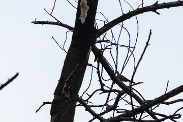 beautiful bird in nature