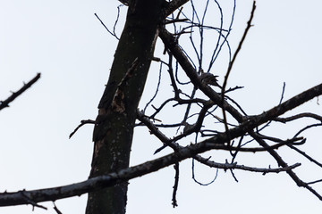 beautiful bird in nature