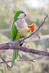 parrot on a branch