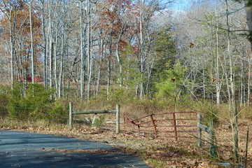 trees in the park
