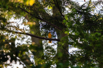 beautiful bird in nature