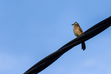 beautiful bird in nature