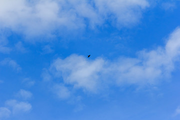 beautiful bird in nature