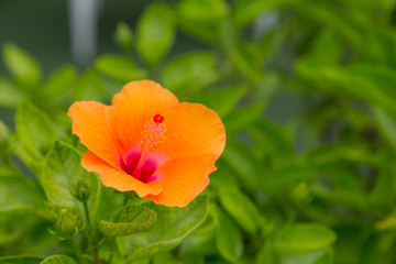 Colour flower with green nature