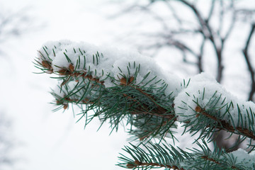 Branch of Fir with snow