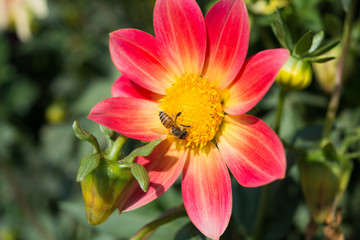 Obraz premium Flower with bee
