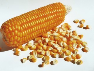Yellow corn kernels on a white background