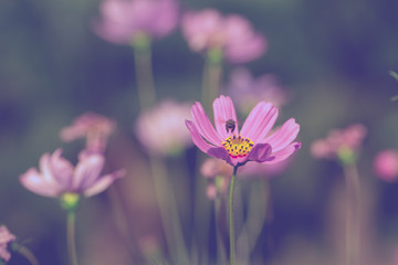 Fototapeta premium Colorful Pink and red cosmos flowers in the garden