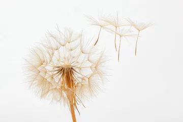  dandelion and its flying seeds on a white background © photosaint