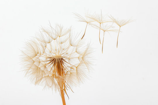 dandelion and its flying seeds on a white background