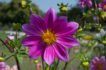 Pink flower