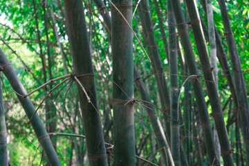 Bamboo backgruond