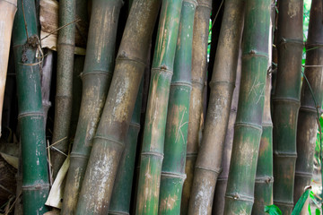 Fototapeta premium Bamboo branches