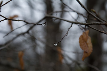 Drops of water on the branch