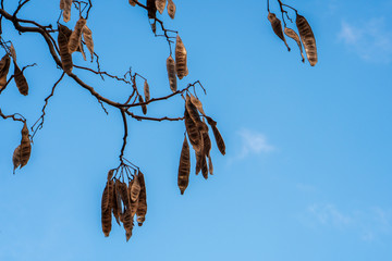 albizia julibrissin seed pods. Mimosa. Persian silk tree. Pink siris. Nemonoki.