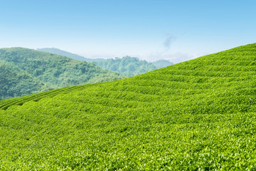 Fototapeta na wymiar tea plantation on highland