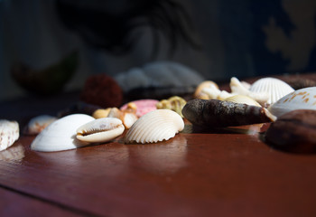Sea shells on the table